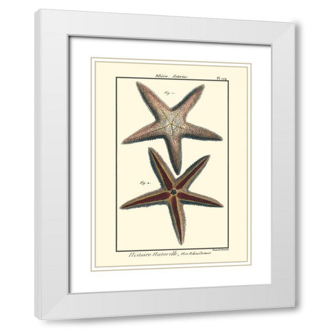 Sea Shells XI White Modern Wood Framed Art Print with Double Matting by Diderot, Denis