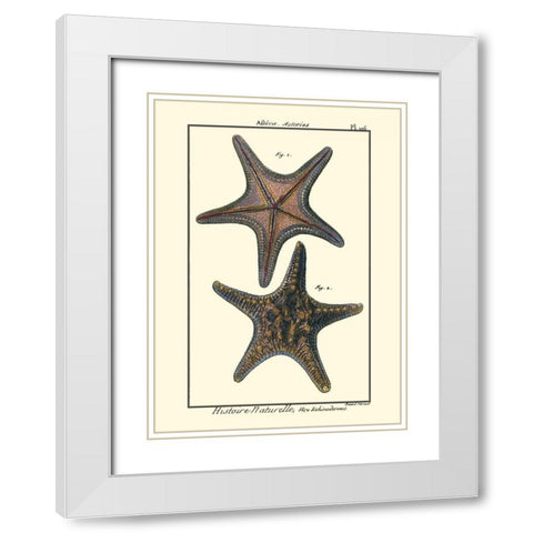 Sea Shells XII White Modern Wood Framed Art Print with Double Matting by Diderot, Denis