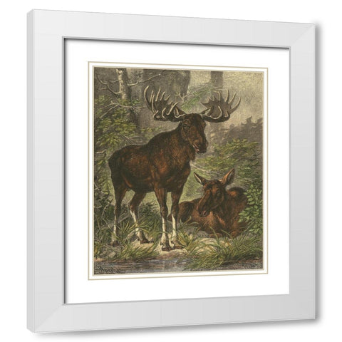 Small Moose White Modern Wood Framed Art Print with Double Matting by Specht, Friedrich