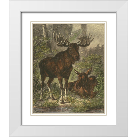 Small Moose White Modern Wood Framed Art Print with Double Matting by Specht, Friedrich