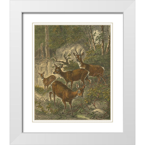 Small Roe Deer White Modern Wood Framed Art Print with Double Matting by Specht, Friedrich