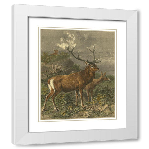 Small Red Deer White Modern Wood Framed Art Print with Double Matting by Specht, Friedrich