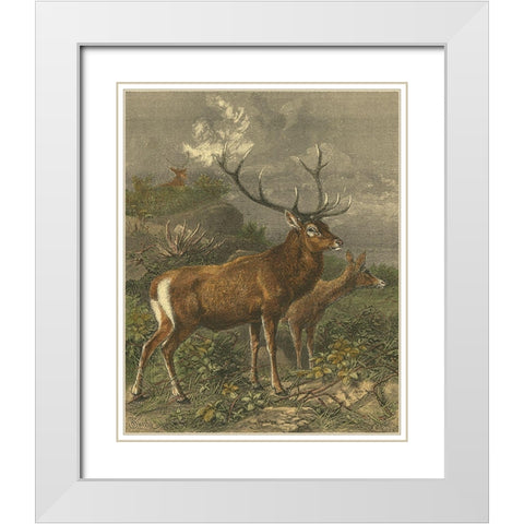 Small Red Deer White Modern Wood Framed Art Print with Double Matting by Specht, Friedrich