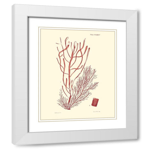 Shades of Coral III White Modern Wood Framed Art Print with Double Matting by Vision Studio