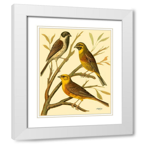Domestic Bird Family I White Modern Wood Framed Art Print with Double Matting by Rutledge, W.