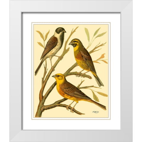 Domestic Bird Family I White Modern Wood Framed Art Print with Double Matting by Rutledge, W.