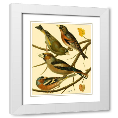Domestic Bird Family II White Modern Wood Framed Art Print with Double Matting by Rutledge, W.