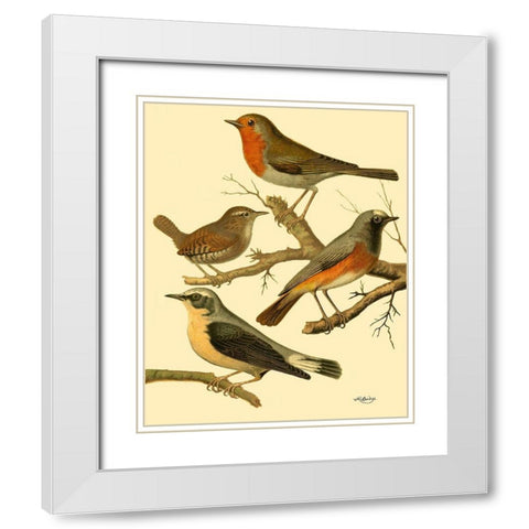 Domestic Bird Family III White Modern Wood Framed Art Print with Double Matting by Rutledge, W.