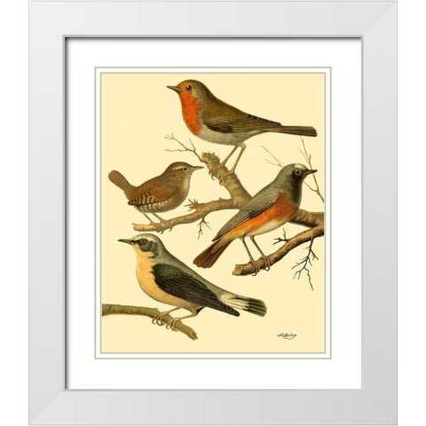 Domestic Bird Family III White Modern Wood Framed Art Print with Double Matting by Rutledge, W.