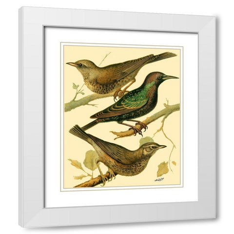 Domestic Bird Family IV White Modern Wood Framed Art Print with Double Matting by Rutledge, W.