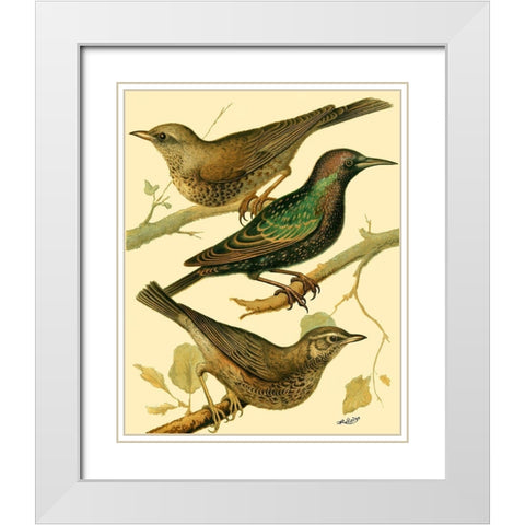 Domestic Bird Family IV White Modern Wood Framed Art Print with Double Matting by Rutledge, W.