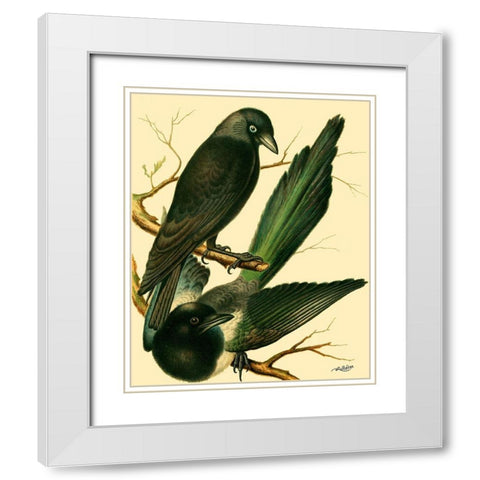 Domestic Bird Family V White Modern Wood Framed Art Print with Double Matting by Rutledge, W.