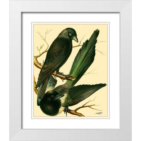 Domestic Bird Family V White Modern Wood Framed Art Print with Double Matting by Rutledge, W.