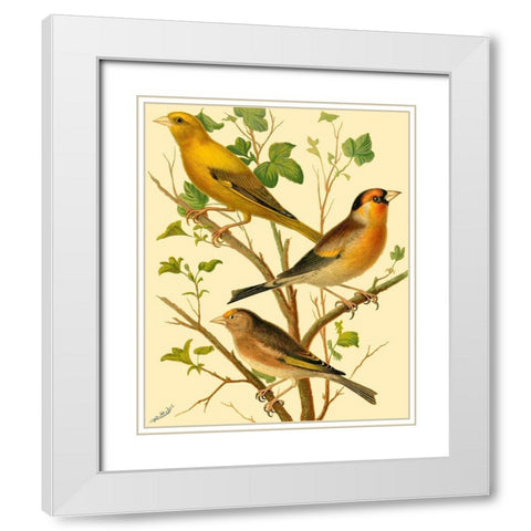 Domestic Bird Family VI White Modern Wood Framed Art Print with Double Matting by Rutledge, W.