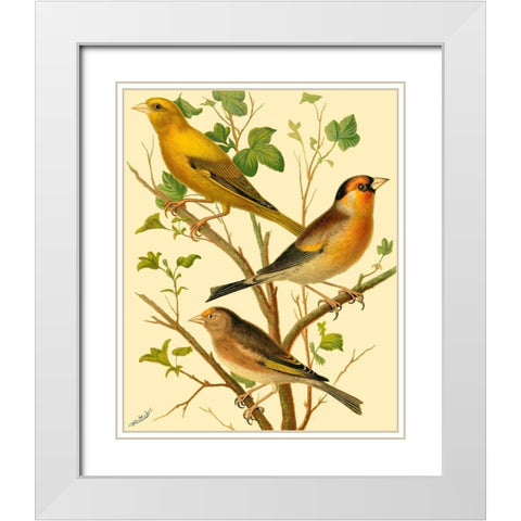 Domestic Bird Family VI White Modern Wood Framed Art Print with Double Matting by Rutledge, W.