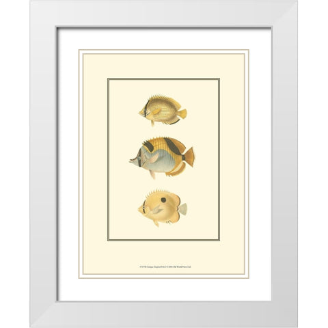 Antique Tropical Fish I White Modern Wood Framed Art Print with Double Matting by Vision Studio
