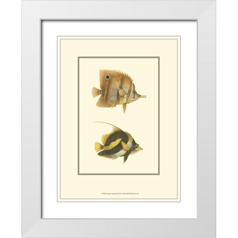Antique Tropical Fish II White Modern Wood Framed Art Print with Double Matting by Vision Studio