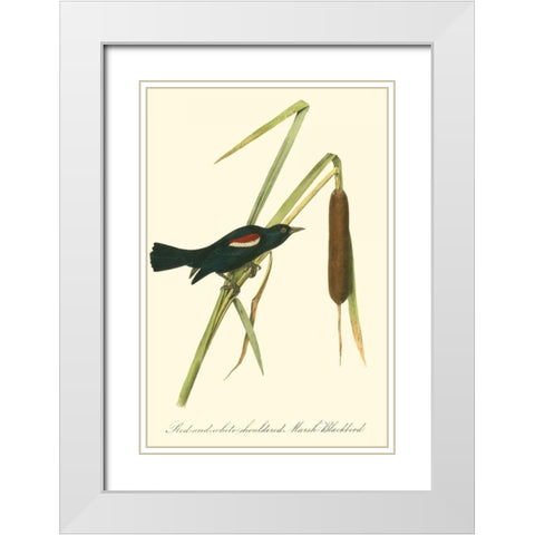 Audubons Blackbird White Modern Wood Framed Art Print with Double Matting by Audubon, John James