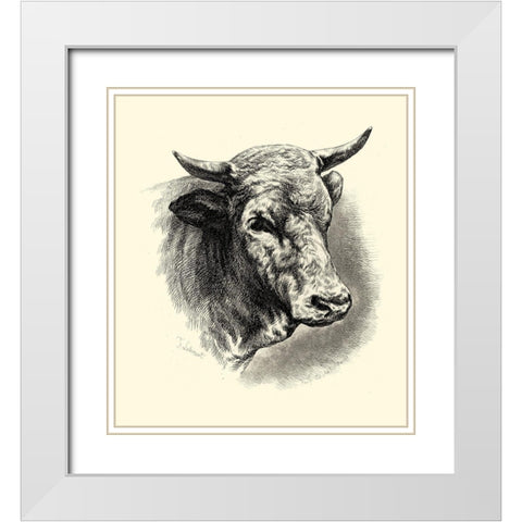 Antique Cattle II White Modern Wood Framed Art Print with Double Matting by Lehnert, F.