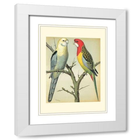 Cassells Parrots I White Modern Wood Framed Art Print with Double Matting by Cassell