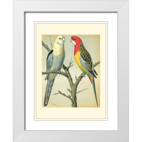 Cassells Parrots I White Modern Wood Framed Art Print with Double Matting by Cassell