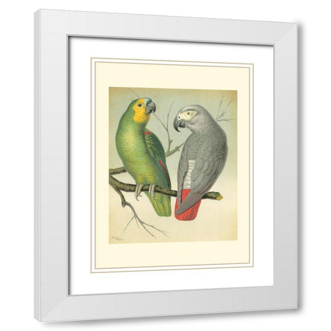 Cassells Parrots II White Modern Wood Framed Art Print with Double Matting by Cassell