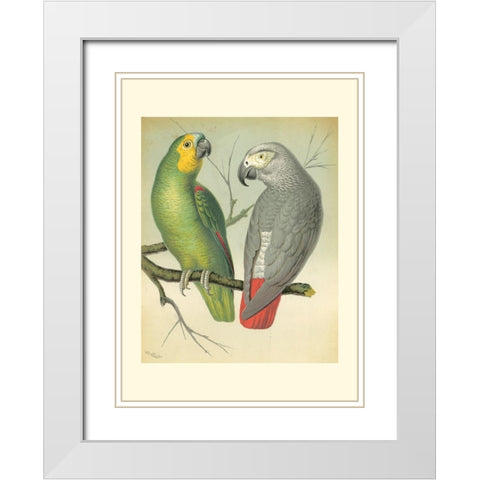 Cassells Parrots II White Modern Wood Framed Art Print with Double Matting by Cassell
