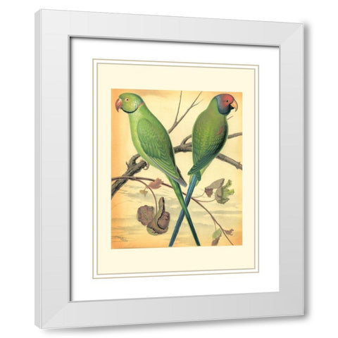 Cassells Parrots III White Modern Wood Framed Art Print with Double Matting by Cassell