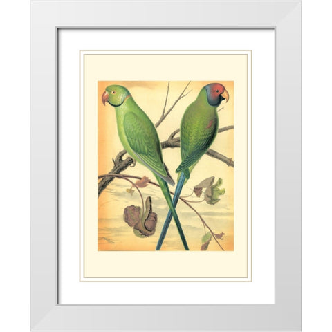 Cassells Parrots III White Modern Wood Framed Art Print with Double Matting by Cassell