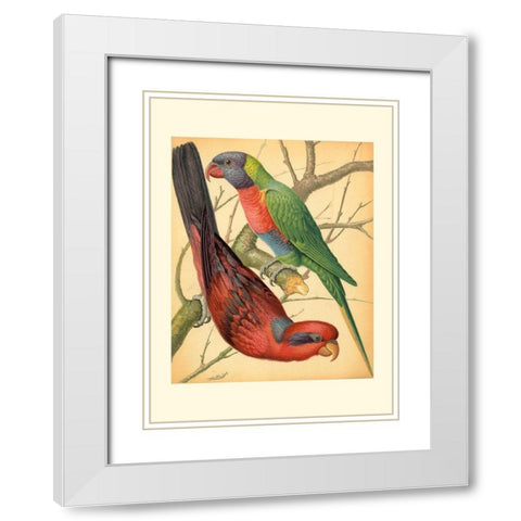 Cassells Parrots IV White Modern Wood Framed Art Print with Double Matting by Cassell