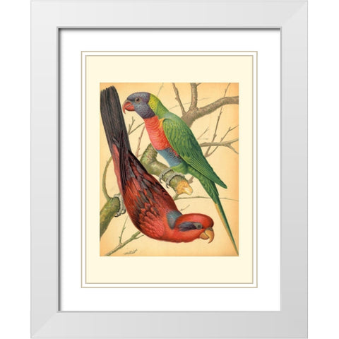 Cassells Parrots IV White Modern Wood Framed Art Print with Double Matting by Cassell