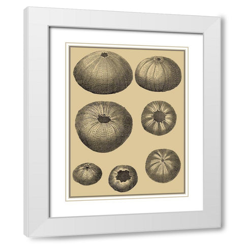 Shells on Khaki I White Modern Wood Framed Art Print with Double Matting by Diderot, Denis
