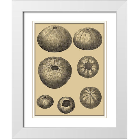 Shells on Khaki I White Modern Wood Framed Art Print with Double Matting by Diderot, Denis
