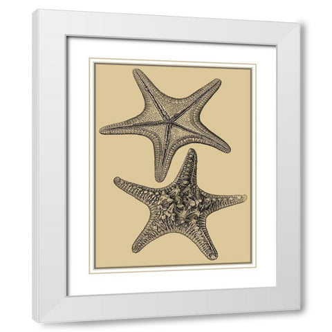 Shells on Khaki II White Modern Wood Framed Art Print with Double Matting by Diderot, Denis