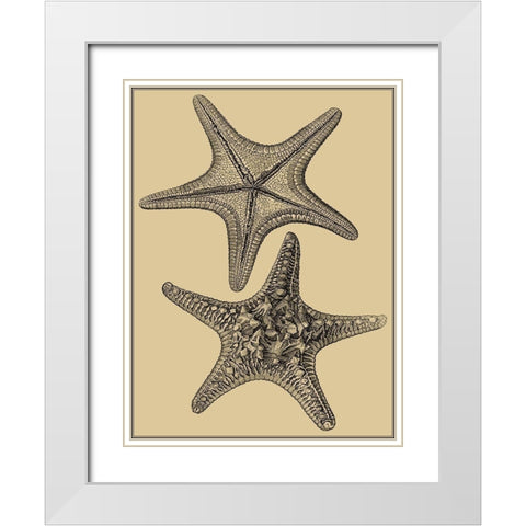 Shells on Khaki II White Modern Wood Framed Art Print with Double Matting by Diderot, Denis