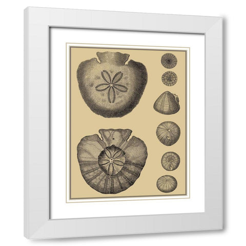 Shells on Khaki III White Modern Wood Framed Art Print with Double Matting by Diderot, Denis