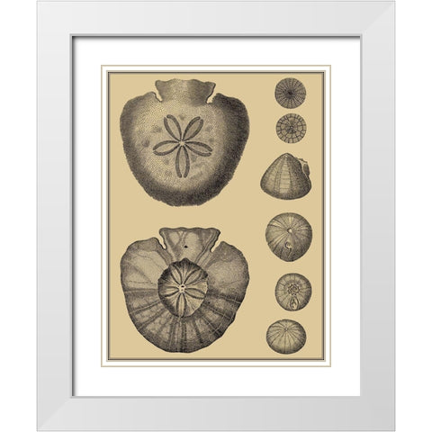 Shells on Khaki III White Modern Wood Framed Art Print with Double Matting by Diderot, Denis
