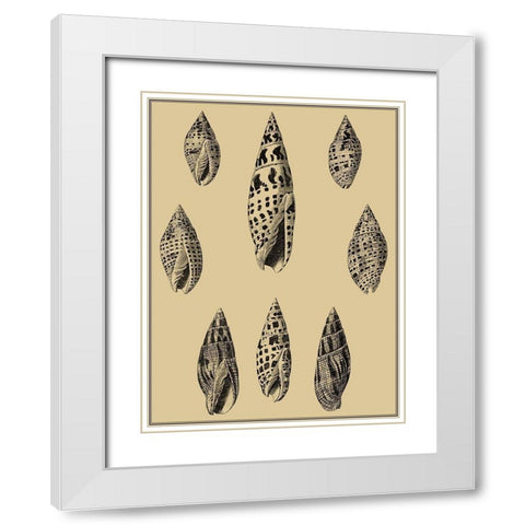 Shells on Khaki IV White Modern Wood Framed Art Print with Double Matting by Diderot, Denis