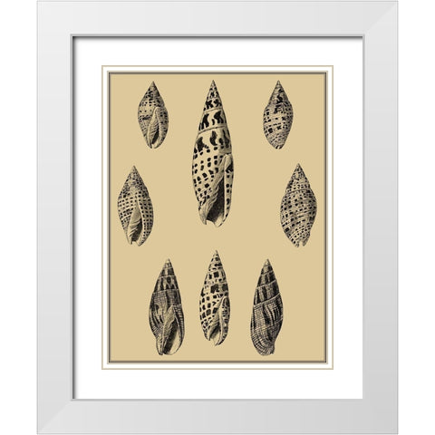 Shells on Khaki IV White Modern Wood Framed Art Print with Double Matting by Diderot, Denis