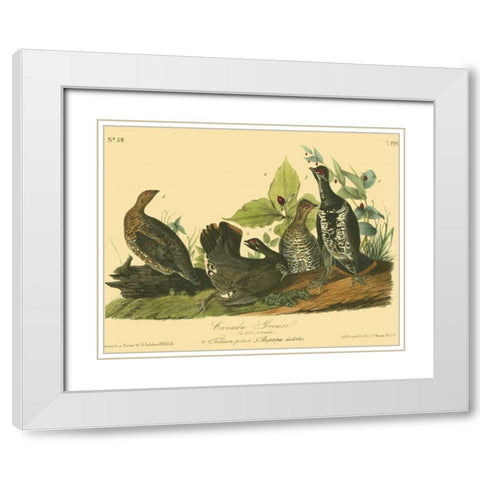 Canada Grouse White Modern Wood Framed Art Print with Double Matting by Audubon, John James