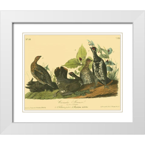 Canada Grouse White Modern Wood Framed Art Print with Double Matting by Audubon, John James