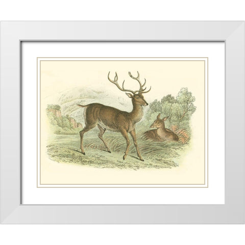 Petite Red Deer White Modern Wood Framed Art Print with Double Matting by Lizars, W.H.