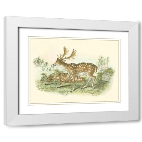 Petite Fallow Deer White Modern Wood Framed Art Print with Double Matting by Lizars, W.H.