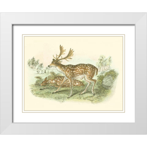 Petite Fallow Deer White Modern Wood Framed Art Print with Double Matting by Lizars, W.H.