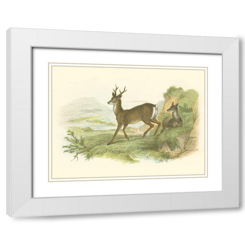 Petite Row Deer White Modern Wood Framed Art Print with Double Matting by Lizars, W.H.