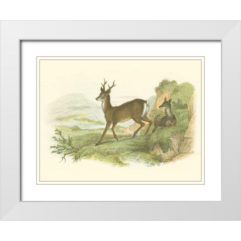 Petite Row Deer White Modern Wood Framed Art Print with Double Matting by Lizars, W.H.