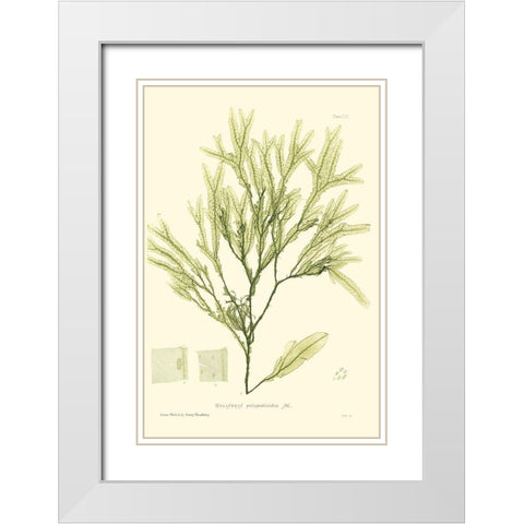 Bradbury Seaweed I  White Modern Wood Framed Art Print with Double Matting by Bradbury, Henry