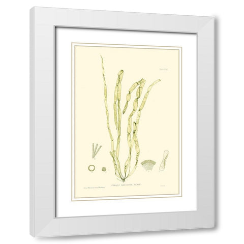 Bradbury Seaweed III  White Modern Wood Framed Art Print with Double Matting by Bradbury, Henry