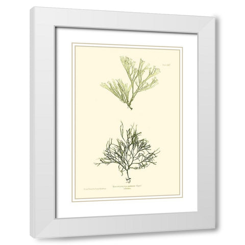 Bradbury Seaweed IV  White Modern Wood Framed Art Print with Double Matting by Bradbury, Henry