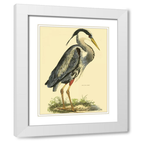 Small Great Blue Heron White Modern Wood Framed Art Print with Double Matting by Selby, John